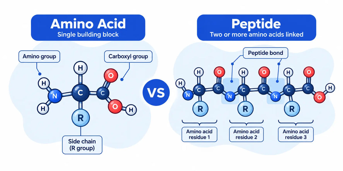 Amino Acids vs Peptides: What's the Difference?