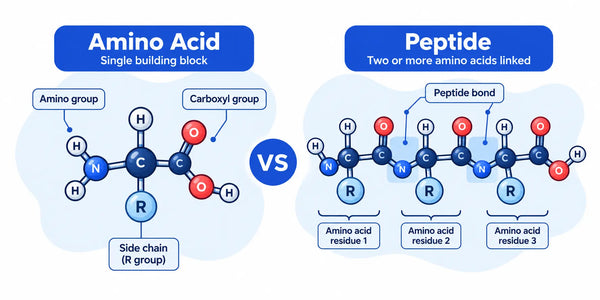 Amino Acids vs Peptides: What's the Difference?