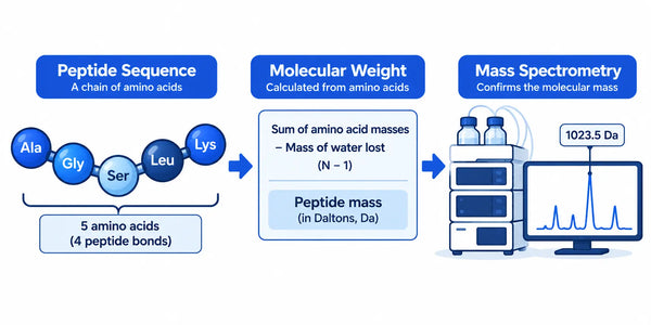 Understanding Molecular Weight in Peptide Research