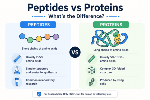 Peptides vs Proteins: What’s the Difference?